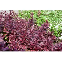 Pflanzen Für Dich Berberis thunbergii 'Red Chief', 60–80 cm