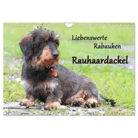 Calvendo Liebenswerte Rabauken Rauhaardackel / CH-Version (Wandkalender 2026 DIN