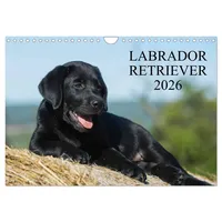 Calvendo Labrador Retriever 2026 (Wandkalender 2026 DIN A4 quer),