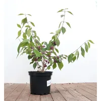 Pflanzen Für Dich Callicarpa bodinieri 'Profusion', Schönfrucht, violette Beeren,