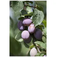 Pflanzen Für Dich Prunus cerasifera 'Nigra', Zwergpflaume, dunkelrot, 60