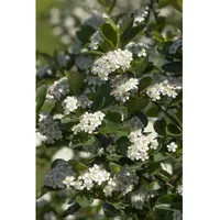 Pflanzen Für Dich Aronia prunifolia 'Viking', Apfelbeere, schwarz, 40–60