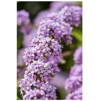 Pflanzen Für Dich Buddleja alternifolia, Hänge-Sommerflieder, 80–100 cm, duftend