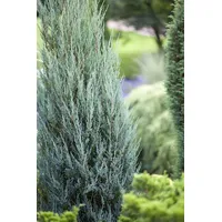 Pflanzen Für Dich Juniperus scopulorum Blue Arrow' Wacholder säulenförmig,