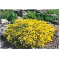 Pflanzen Für Dich Genista pilosa, Besen-Ginster, gelb, 20–30 cm