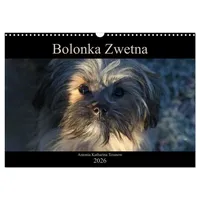 Calvendo Bolonka Zwetna 2026 (Wandkalender 2026 DIN A3 quer),