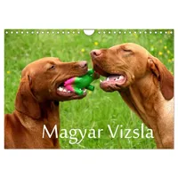 Calvendo Magyar Vizsla (Wandkalender 2026 DIN A4 quer), CALVENDO