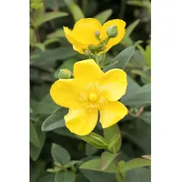 Pflanzen Für Dich Hypericum Johanniskraut, ca. 9x9 cm Topf