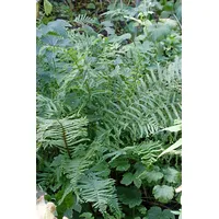 Pflanzen Für Dich Dryopteris filix-mas Linear.Polydactylon p 0,5