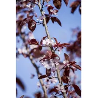 Pflanzen Für Dich Prunus cerasifera 'Nigra', Blutpflaume, dunkelrot, 60–100