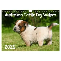 Calvendo Australian Cattle Dog Welpen (Wandkalender 2026 DIN A4