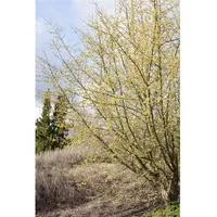 Pflanzen Für Dich Cornus mas, Kornelkirsche, 40–60 cm, gelbe