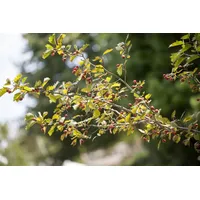 Pflanzen Für Dich Crataegus monogyna, 40–60 cm