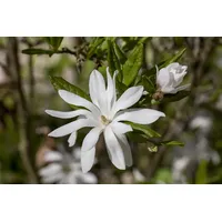 Pflanzen Für Dich Magnolia stellata, Sternmagnolie weiß, 40–60 cm