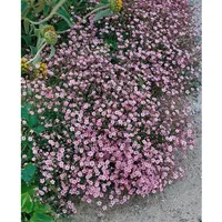 Pflanzen Für Dich Gypsophila repens 'Rosa Schönheit', ca. 9x9