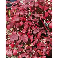 Pflanzen Für Dich Cornus alba Baton Rouge' Hartriegel Leuchtend