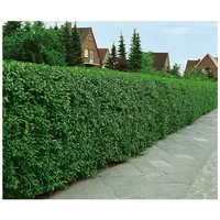 Pflanzen Für Dich Ligustrum vulgare 'Atrovirens' Gewöhnlicher Liguster, immergrün,