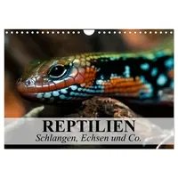 Calvendo Reptilien Schlangen, Echsen und Co. (Wandkalender 2026 DIN