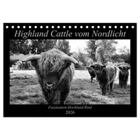 Calvendo Highland Cattle vom Nordlicht - Faszination Hochland Rind