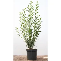 Pflanzen-für-dich.de Ligustrum vulgare 'Atrovirens' 100-125 cm