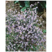 Pflanzen-für-dich.de Aster cordifolius 'Little Carlow', Herz-Aster, lavendelblau, ca. 11x11