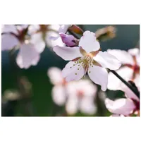 Pflanzen Für Dich Prunus kurilensis 'Ruby', Zierkirsche, rosa Blüten,