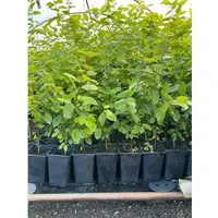 Pflanzen Für Dich Carpinus betulus, Hainbuche, grün, 60–80 cm