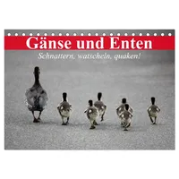 Calvendo Gänse und Enten. Schnattern, watscheln, quaken! (Tischkalender 2026