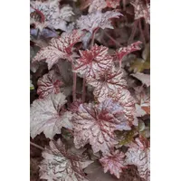 Pflanzen Für Dich Heuchera micrantha 'Palace Purple', Purpurglöckchen ca.