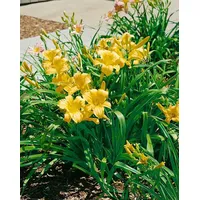 Pflanzen Für Dich Hemerocallis x cult.'Mary Todd' p 1