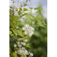 Pflanzen-für-dich.de Clematis vitalba Waldrebe Weiß 60–100 cm