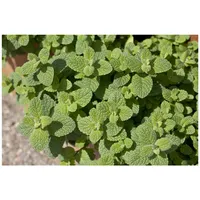 Pflanzen Für Dich Mentha suaveolens, Apfelminze ca. 9x9 cm