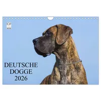 Calvendo Deutsche Dogge 2026 (Wandkalender 2026 DIN A4 quer),