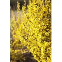 Pflanzen Für Dich Forsythia 'Week-End' -R-, Forsythie leuchtend gelb,