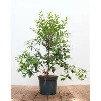 Pflanzen Für Dich Osmanthus burkwoodii 30-40