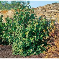 Pflanzen Für Dich Viburnum rhytidophylloides 'Willowwood', 60–80 cm, immergrün