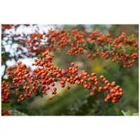 Pflanzen Für Dich Pyracantha 'Orange Charmer', Feuerdorn, orange, 100–125