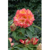 Pflanzen Für Dich Rhododendron Hybr. 'Sun Fire', leuchtend gelb-orange,