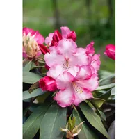 Pflanzen Für Dich Rhododendron 'Lem's Monarch', Rhododendron, rosa-rot, 40–50