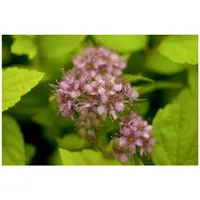 Pflanzen Für Dich Spiraea japonica Goldflame Japanische Spiere, goldgelb,
