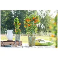 Pflanzen Für Dich Pyracantha 'Orange Glow', Feuerdorn, orange Beeren,