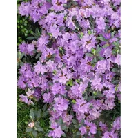 Pflanzen Für Dich Rhododendron impeditum 'Ramapo', Zwerg-Rhododendron, lila, 20–25