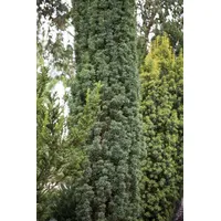 Pflanzen-für-dich.de Taxus baccata 'Fastigiata Robusta' 40-50 cm