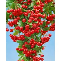 Pflanzen Für Dich Pyracantha 'Red Column', Feuerdorn, leuchtend rot,