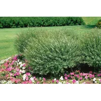 Pflanzen Für Dich Salix purpurea 'Nana' 15–20