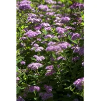 Pflanzen Für Dich Spiraea japonica 'Little Princess' Zwergspiere rosa,