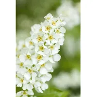Pflanzen Für Dich Prunus padus, Traubenkirsche, 60–100 cm, duftend