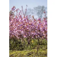 Pflanzen Für Dich Prunus serrulata 'Kanzan', Japanische Blütenkirsche, rosa,