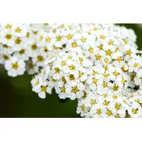 Pflanzen-für-dich.de Spiraea arguta Brautspiere Weiß 40–60 cm
