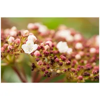 Pflanzen Für Dich Viburnum tinus 'Purpurea', Lorbeer-Schneeball, immergrün, 50–60